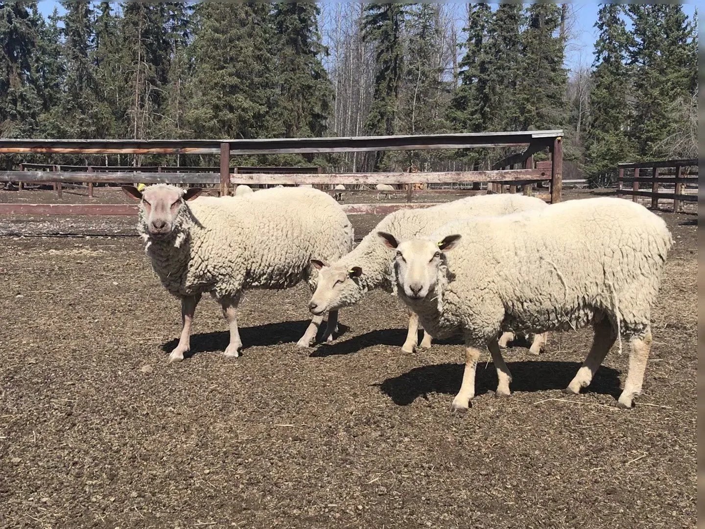 Charolais koyun ırkı
