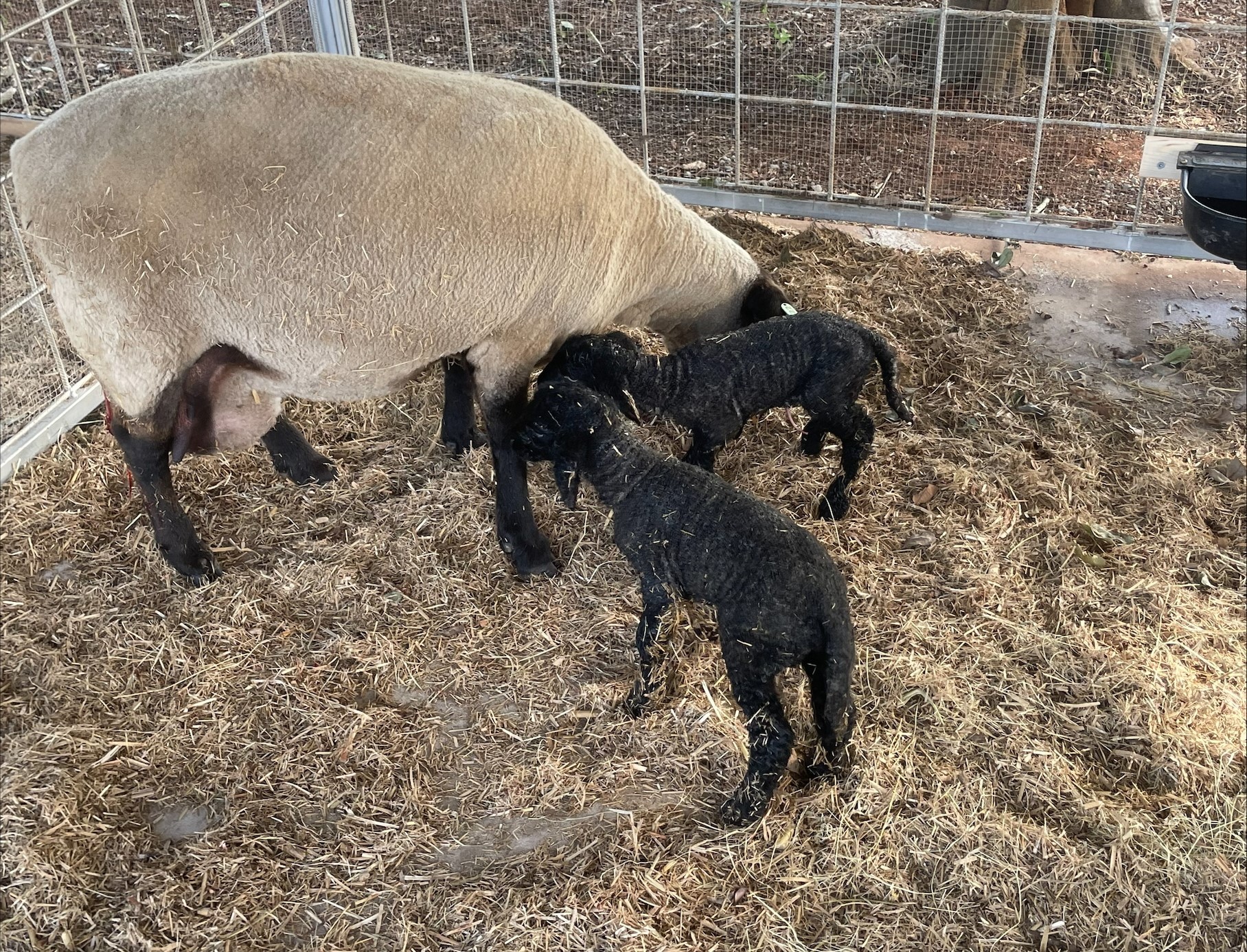 Suffolk koyun ırkı