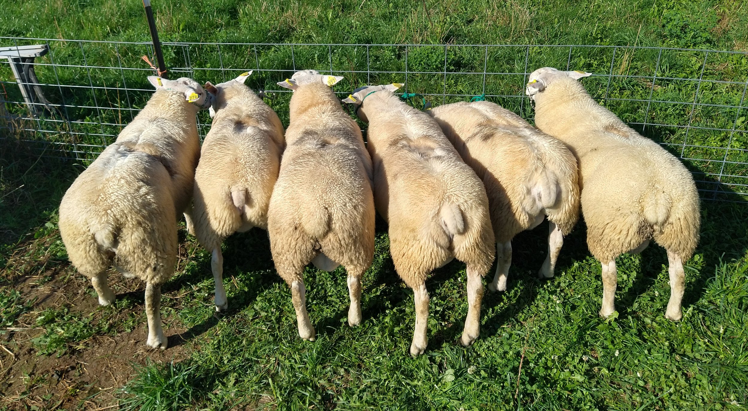 Yeni Damızlık İthalatı Gerçekleştirildi